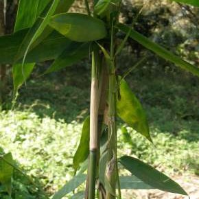 Download Anthurium Cultivation Pdf In Sinhala Software